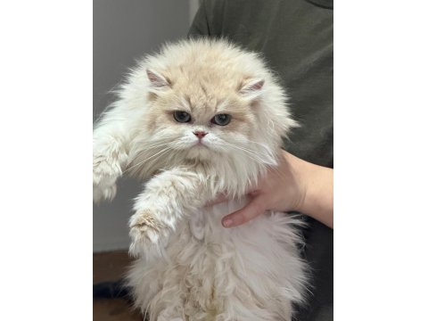 British Longhair Gerçek Saf Kan Golden