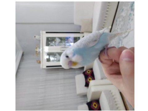 Eğitimli Muhabbet Kuşu