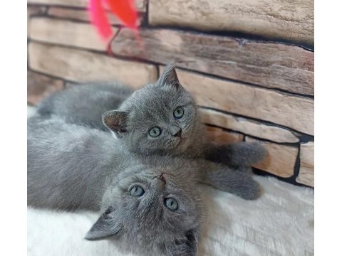 British Shorthair Kedisi Yavruları