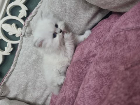 British Longhair Silver Blue Point