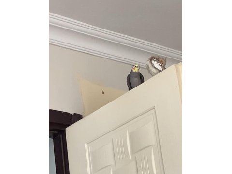 Bir Çift Ve Yavrusu İle Birlikte 3 Adet Sultan Papağanı