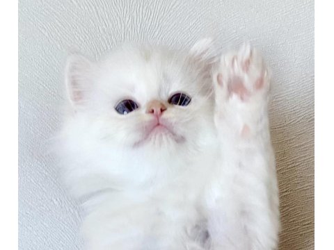 Şecereli British Longhair Blh Ny1133 Erkek