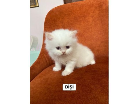 A Kalite Red Point British Longhair Yavrular