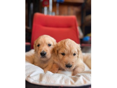 Golden Retriever Severler Için Minik Kalpler