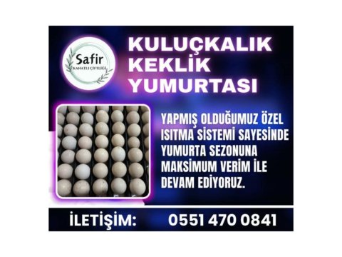 Kuluçkalık Keklik Yumurtası Mevcut