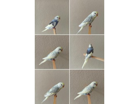 Yeni Yeme Düşmüş Uysal Renk Güzeli Yavru Muhabbet Kuşlar