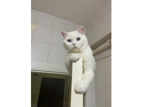 Uysal Kedimi Ücretsiz Sahiplendiriyorum