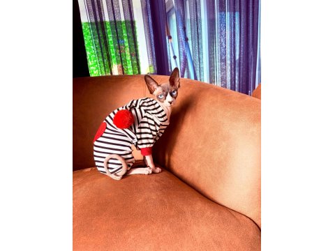 Orijinal Safkan Canada Dişi Sfenks