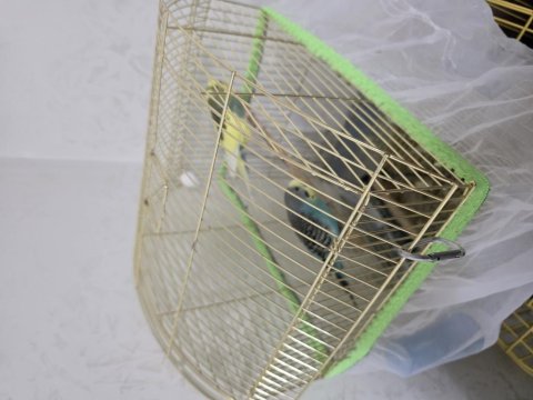 Genç Çift Uysal Kuşlarımız