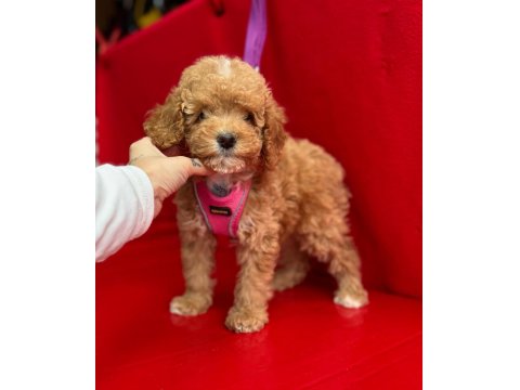 Dark Toy Poodle