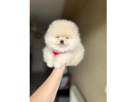 Tam Ayı Surat Pomeranian Boo