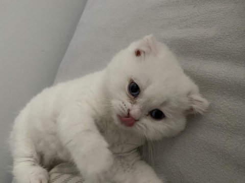 Scottish Fold White Point