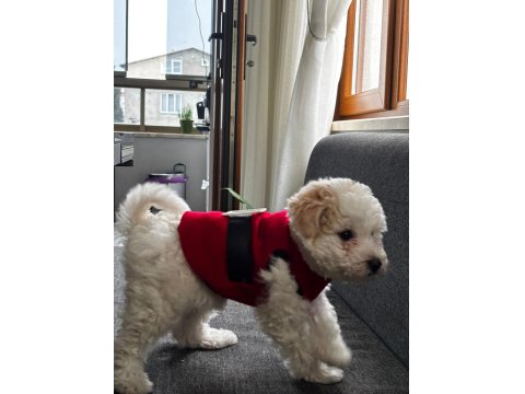 Dişi 3 Aylık Maltipoo