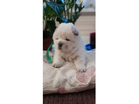 Pofuduk Oyun Arkadaşı Chow Chow Bebekler