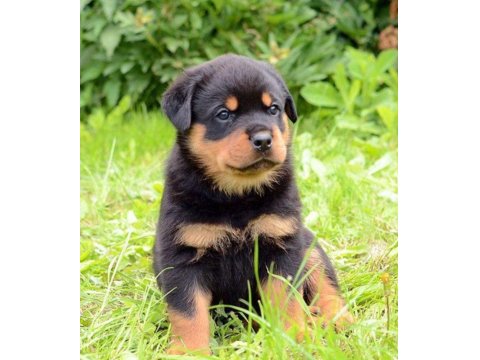 Safkan Macar Rottweiler 2 Aylık Yavru Köpekler