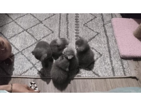 Haziran Teslim Yavru Kediler