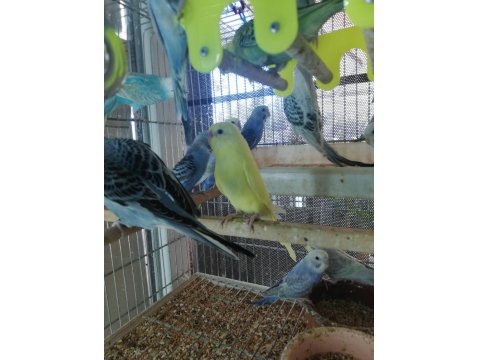 Erkek Muhabbet Kuşu Ele Alıştırmalık