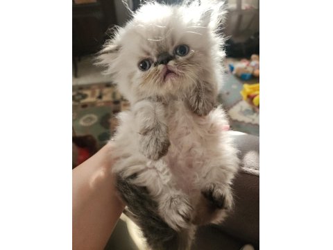 Ev Sıcaklığında Safkan Himalayan Persian Yavrular