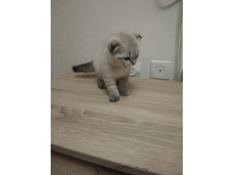 2 Aylık Kedimiz Sütten Kesildi