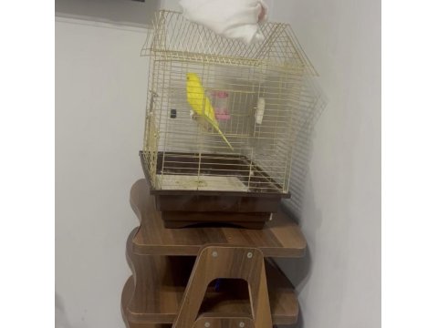 Çok Alışkın Konuşan Elden Koldan İnmez Muhabbet Kuşu