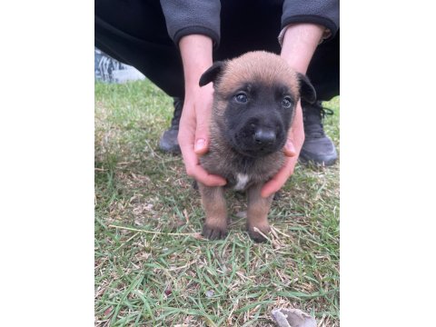 1 Aylık Belçika Malinois Yavru