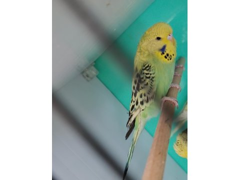 Jumbo Muhabbet Kuşu