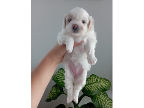 0 Numara Maltese Yavrularımız