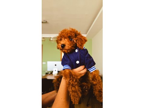 2,5 Aylık Toy Poodle Yavrumuz Sahibini Arıyor