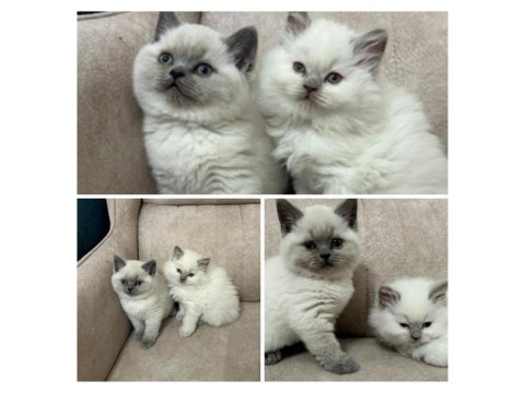 Yavru British Shorthair Yavru Blue Point Çok Minnoş