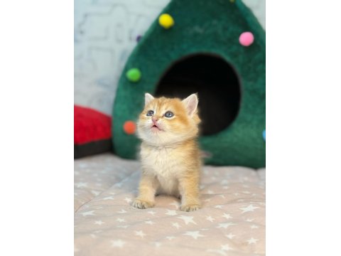 British Longhair Ve Shorthair Golden Yavrular