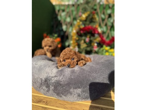Toy Poodle Köpeği Yavrularımız