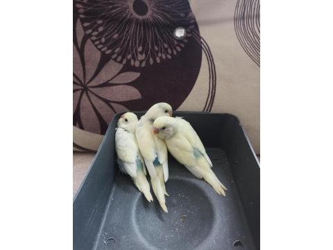 Yeni Yeme Düşmüş Uysal Renk Güzeli Yavru Muhabbet Kuşlar