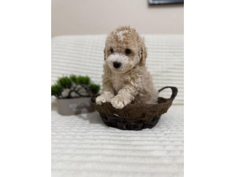 Muhteşem Küçük Irk Maltipoo Köpekler