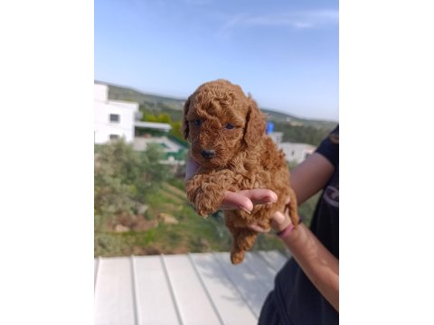 İzmir Toy Poodle Yavrular