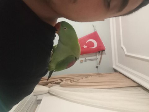 Full Evcil Konuşan Alexander Papağanı