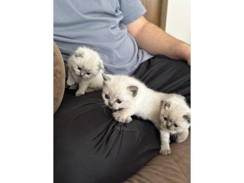 Scottish Bluepointler 45 Günlükken Teslim