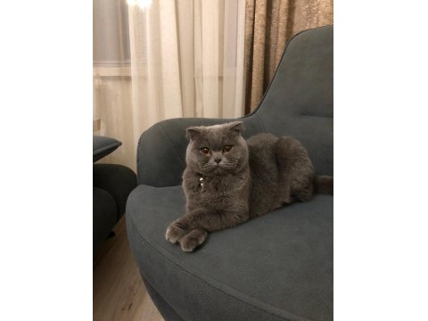 Ayı Surat Scottish Fold Kızlarım