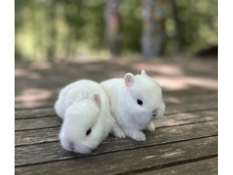 A Kalite Netherland Dwarf Tavşan