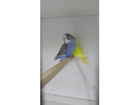 Hazır Eşli Takım Muhabbet Kuşlar