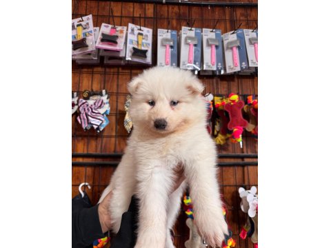 Bembeyaz Güzellik Safkan Samoyed Yavrusu