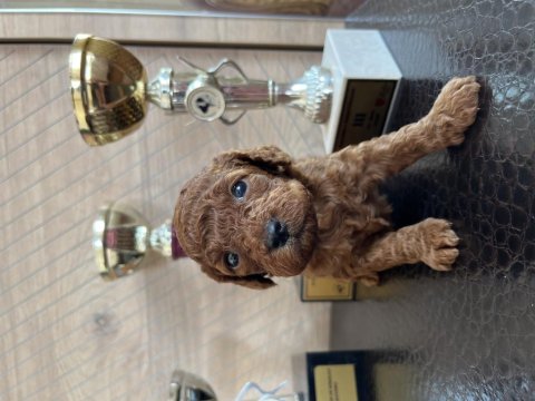 Toy Poodle Safkan Yavrular