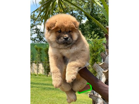 Chow Chow Köpeği Yavruları