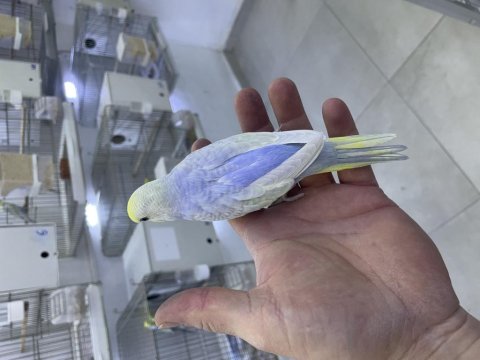 30 Günlük Rainbow Muhabbet Kuşu Bebek Yavru