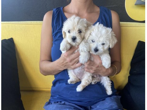 Ev Doğumlu Maltipoo Xs Yavrularım