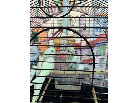 3 Adet Yavru Muhabbet Kuşu