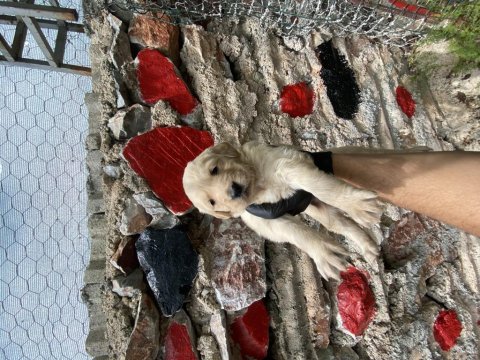 Golden Retriever Yavrular