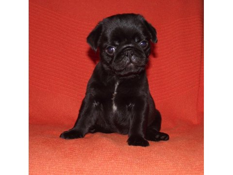 Pug Köpekleri