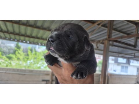 Orjinal Cane Corso Yavrular