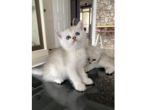 Irk Garantili British Golden Ve Silver Yavrularımız