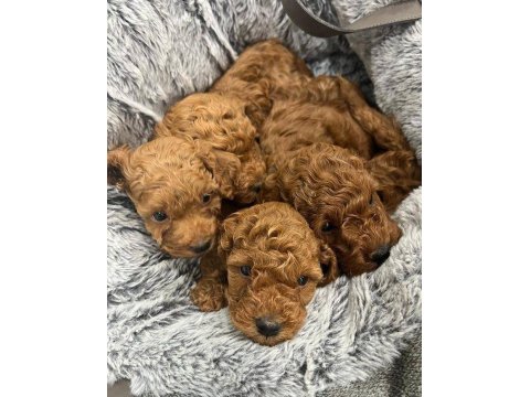 Sağlık Ve Irk Garantili Toy Poodle